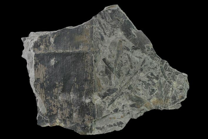 Pennsylvanian Horsetail (Calamites) Fossil - Kentucky #137713